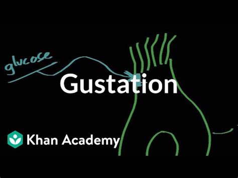 Gustation - structure and function Video Lecture - Psychology and ...