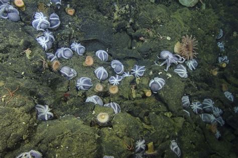 Octopus Garden • MBARI