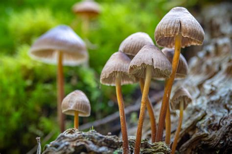 https://healingmaps.com/wp-content/uploads/2022/06/liberty-cap-mushrooms-growing.jpg