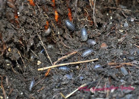 This Grandmother's Garden: Rollie Pollie Bug Hotel