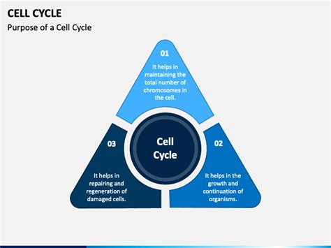 Image result for Cell Cycle Animation