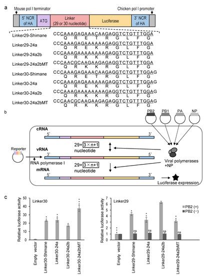 Structural Requirements in the Hemagglutinin Cleavage Site-Coding RNA ...