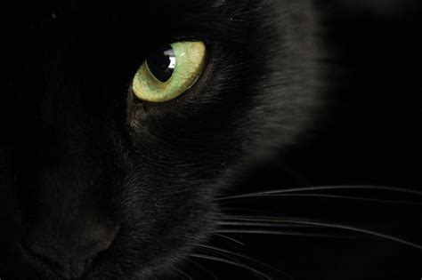 Are Dogs And Cats Carnivores Or Omnivores