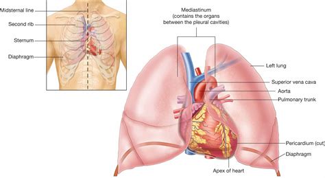 Where Is Your Heart Located