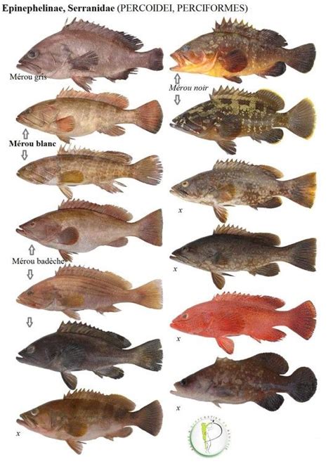 Types 的图像结果