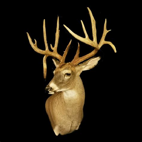 Whitetail Shoulder Mount | Trophy Whitetail Buck Mount | Deer Taxidermy