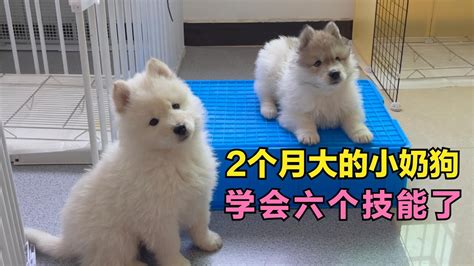 刚出生的小奶狗怎么养活（3个月内的幼犬饲养方法） - 胖萌舍宠物网