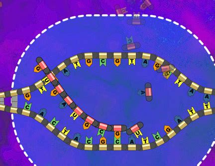 Image result for Reading DNA Animation