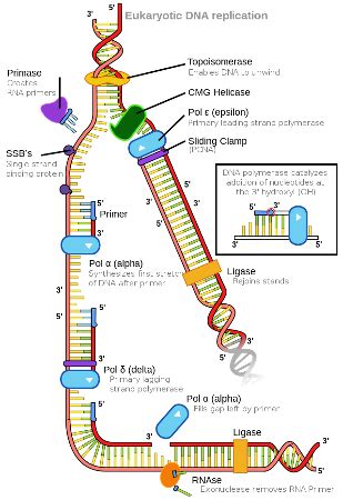 Conservative DNA Replication 的图像结果
