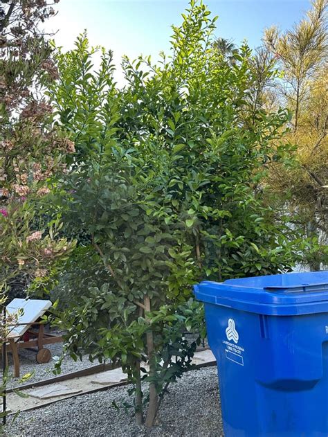 Image result for Lemon Tree Pruning