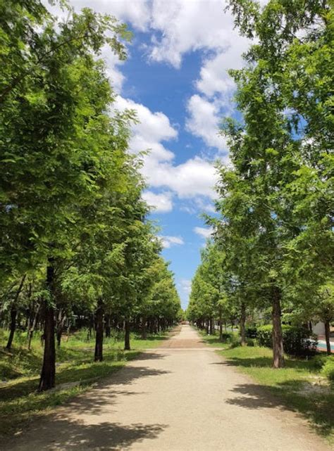 Avenues – Plantreey