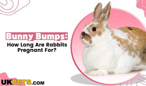 How Long Are Rabbits Pregnant For?: Bunny Bumps Explained | UK Pets