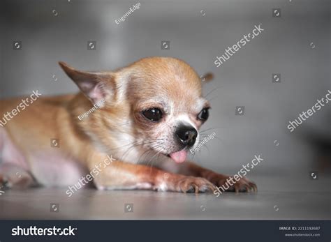 Disappointed Puppy