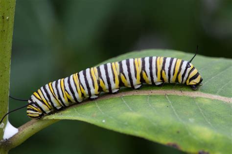 Free picture: monarch butterfly, larvae, feeding, milkweed
