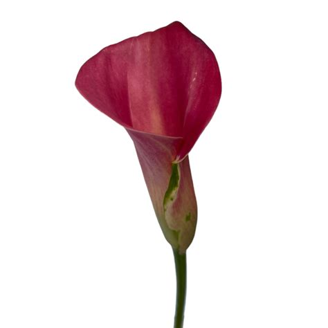 Pink Zantedeschia Mini Calla Lily - Kittelberger Wholesale Florist ...