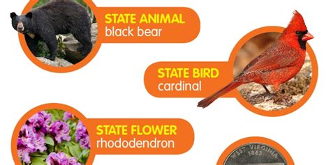 West Virginia State Flower