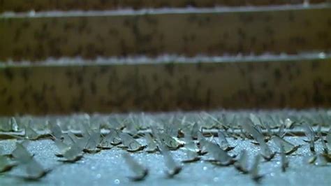 Tracking Mayflies