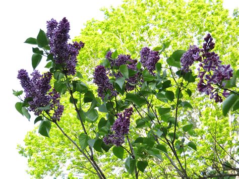 New Hampshire State Flower: Purple Lilac (Syringa vulgaris) | Cow Hampshire