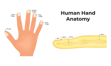 Premium Vector | Human Hand Anatomy Nail Matrix Bone Joint Thumb Index ...