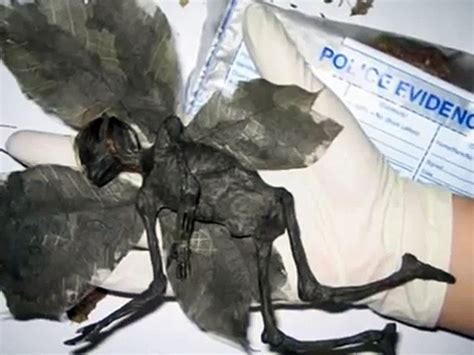 Top 999+ real fairy images – Amazing Collection real fairy images Full 4K