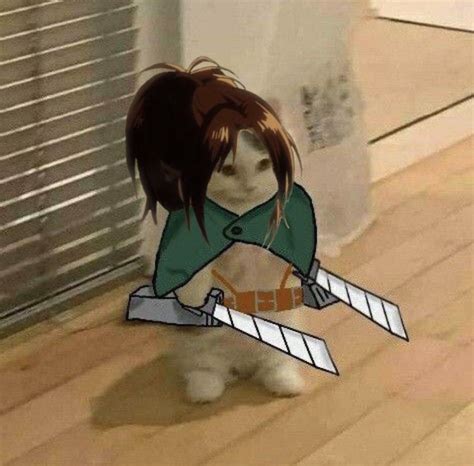 zoe cat food