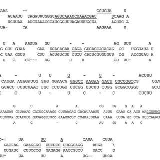 Primary microRNA Transcript 的图像结果