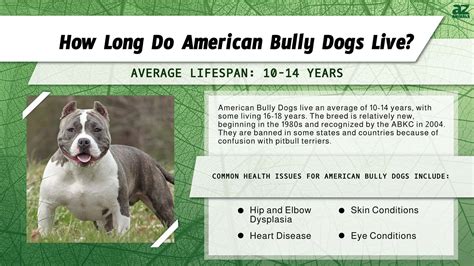 American Bully Lifespan: How Long Do These Dogs Live? - A-Z Animals
