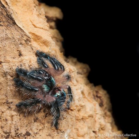 Typhochlaena seladonia — The Tarantula Collective