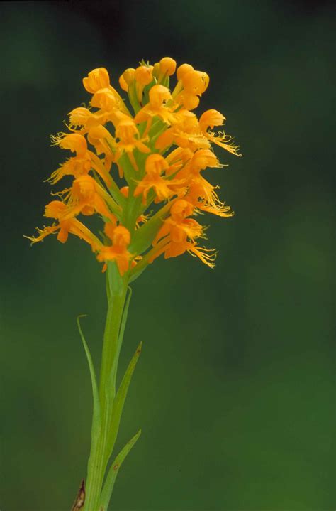 Free picture: orange, yellow, crested, orchid, platanthera, cristata ...