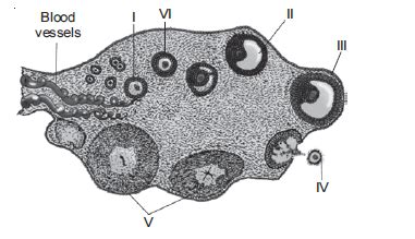 The figure given below depicts a diagrammatic sectional view of ovary ...