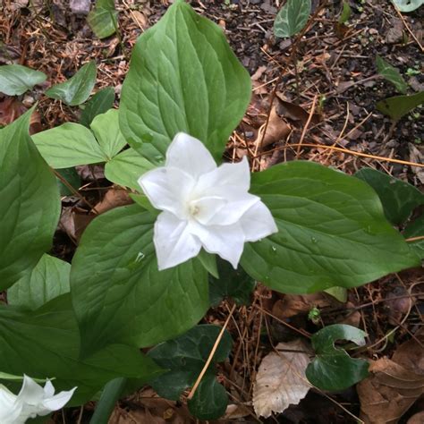 Recommended Native Species - North Carolina Native Plant Society