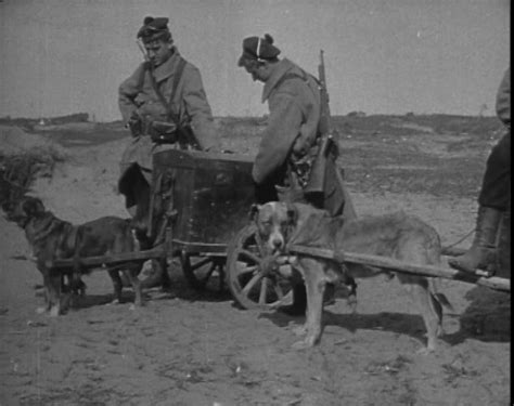 10 Bizarre Uses of Animals in War | War History Online