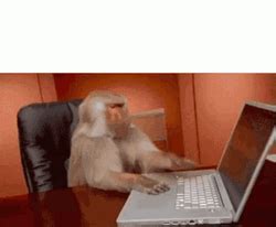 Image result for Monkey Throw Computer