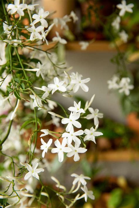 How to Grow and Care for Vining Jasmine