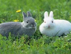 Image result for How to Raise Rabbits