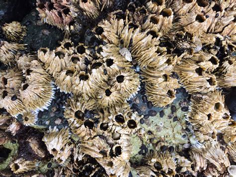 The Secret Life of Barnacles - Raincoast Education Society