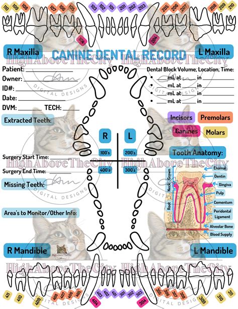 Printable Veterinary Dental Charts and Local Blocks Canine/feline - Etsy