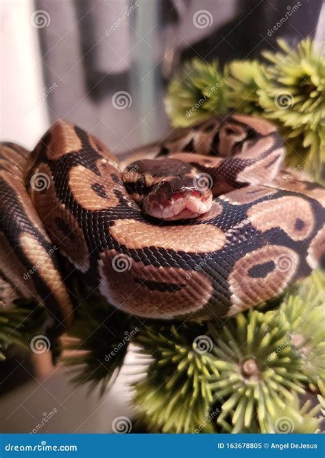 Image result for Snake Discovery Ball Python