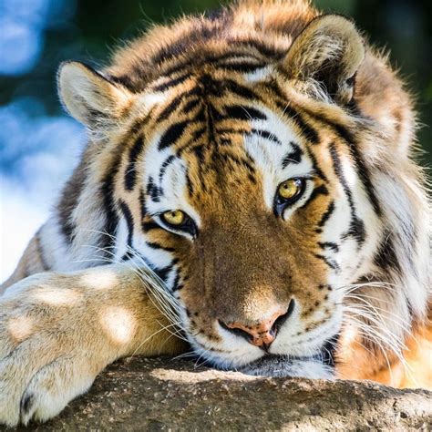 Animal-classification | Kaggle