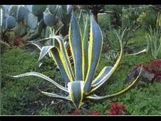 plante grasse plantes grasses aloe gymnocalycium espostoa cereus plante grasse plantes grasses aloe gymnocalycium espostoa cereus