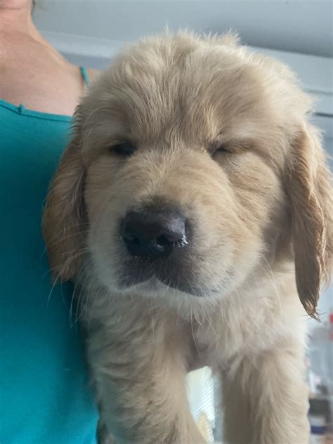 Golden Retriever - Whiteside - PetsForHomes