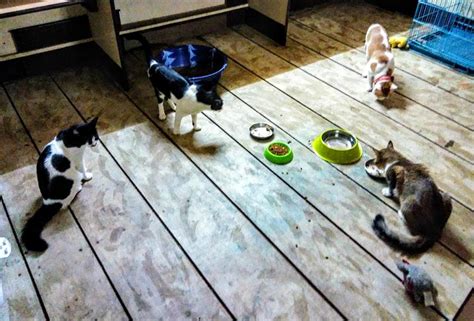 Kolkatans Are You Going For A Vacay? Then Leave Your Cats & Dogs At ...