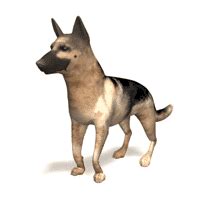 Tick treatment for dogs - How to remove a tick for dog - tick removal