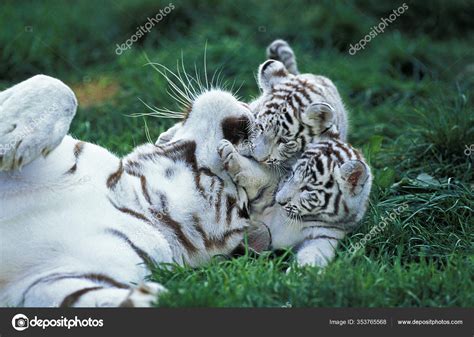 Baby White Tiger With Mother