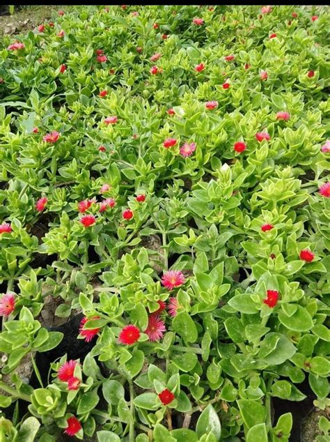 Baby Sun Rose – Plant Rabit