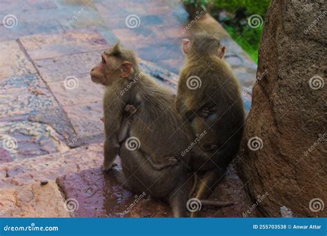 A Beautiful Indian Monkey Family with Their Baby Sitting on Wet Surface ...