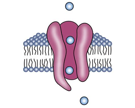 Image result for Concentration Gradient Cell Membrane