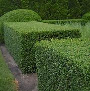 Image result for Hedge Bushes