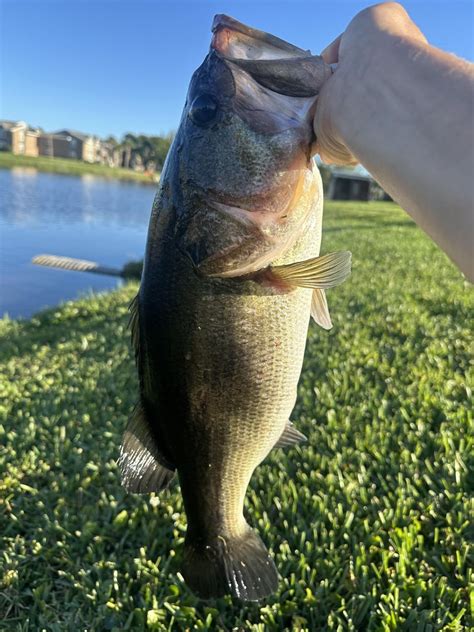 Lost a 8/9 lbs bass then caught this maybe 5 lb bass … this pond is ...