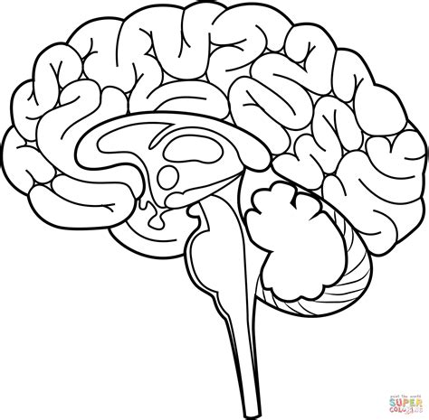 Human Brain Coloring Page. Free Printable Coloring Page - Coloring Nation
